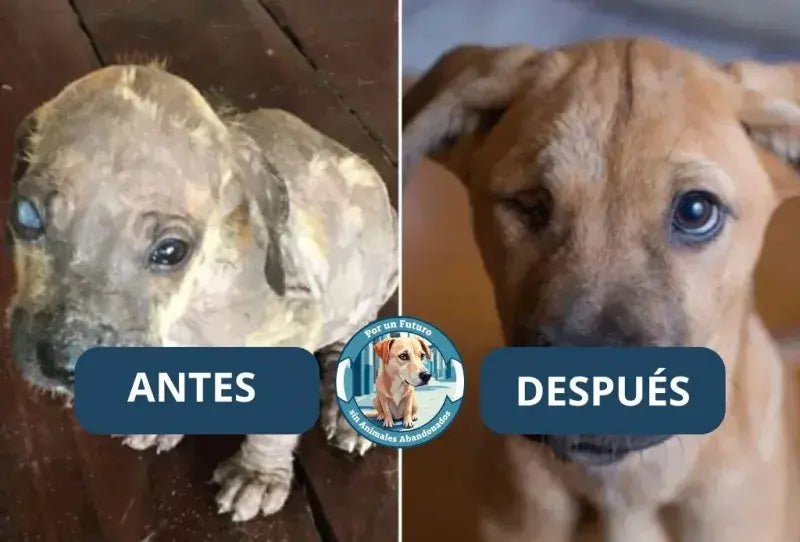 Antes y después