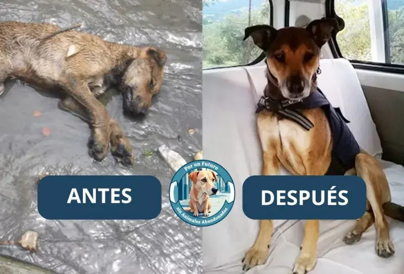 Antes y después