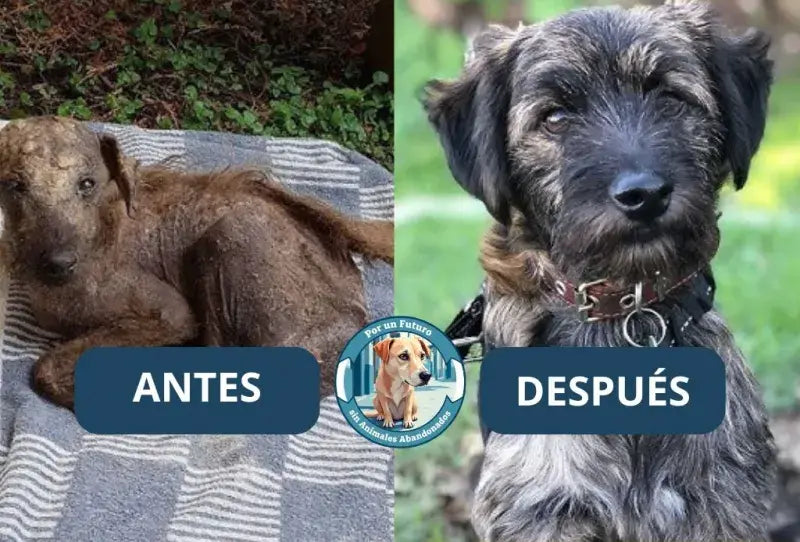 Antes y después