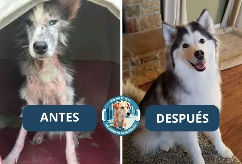 Antes y después