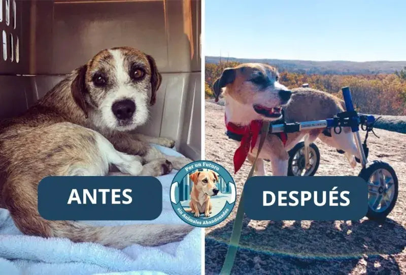 Antes y después